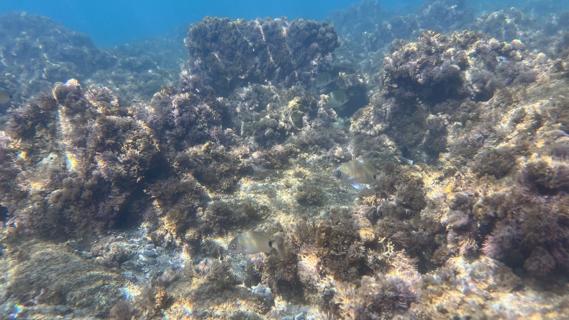 Dacci oggi il nostro mare quotidiano